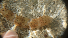 Stichopus
