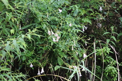 Incarvillea diffusa
