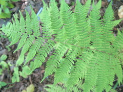 Athyrium sinense