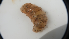 Stichopus