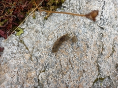 Tetraogallus caucasicus