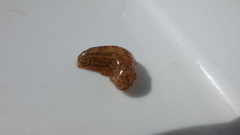 Stichopus