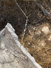 Polygonum equisetiforme