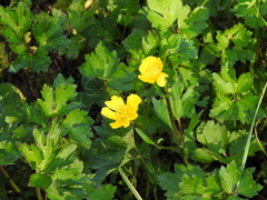 Ranunculus