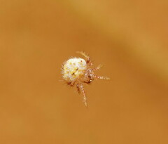 Poecilopachys australasia