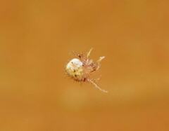 Poecilopachys australasia