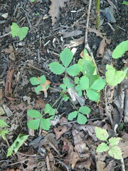 Potentilla fragarioides