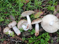Russula pectinatoides