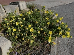Oenothera drummondii
