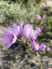 Ixia polystachya
