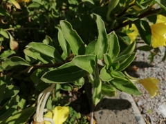 Oenothera drummondii