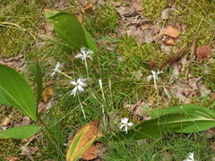 Dianthus arenarius
