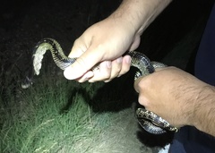 Lampropeltis splendida