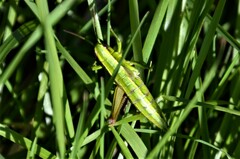 Euthystira brachyptera