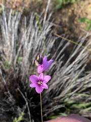Ixia polystachya