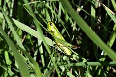 Euthystira brachyptera