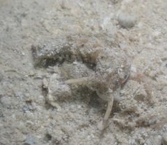 Plakobranchus ocellatus