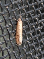 Achyra affinitalis
