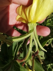 Oenothera drummondii