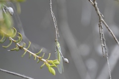 Apertochrysa edwardsi