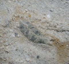 Plakobranchus ocellatus