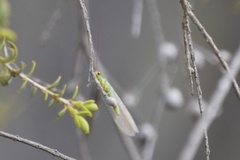Apertochrysa edwardsi