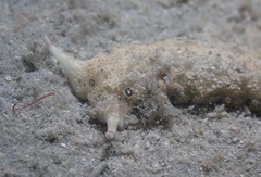 Plakobranchus ocellatus