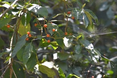Solanum glaucescens