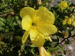 Oenothera drummondii