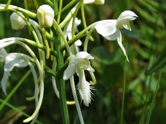 Platanthera blephariglottis conspicua