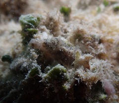 Stylocheilus striatus