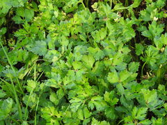 Ranunculus