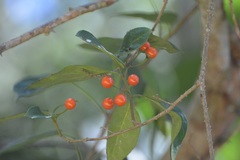 Solanum volubile