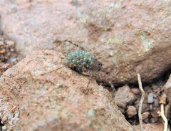 Lycosoidea