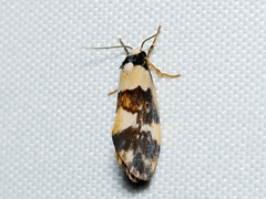 Philenora aspectalella