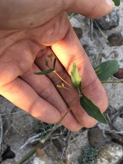 Cyphomeris gypsophiloides