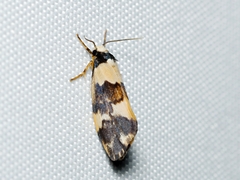 Philenora aspectalella