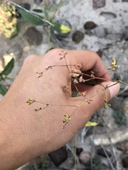 Cyphomeris gypsophiloides