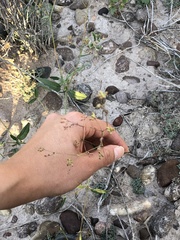 Cyphomeris gypsophiloides