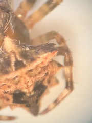 Acanthepeira