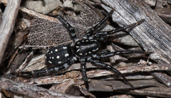 Nyssus albopunctatus