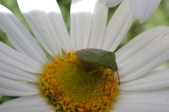 Ocirrhoe unimaculata