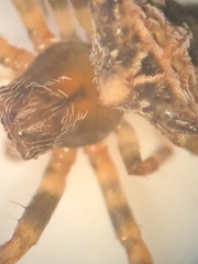 Acanthepeira