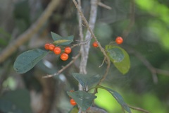 Solanum volubile