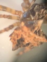 Acanthepeira