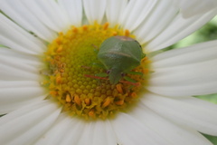 Ocirrhoe unimaculata