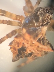 Acanthepeira