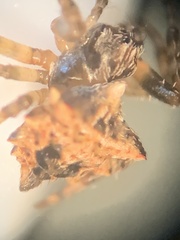 Acanthepeira