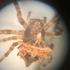 Acanthepeira
