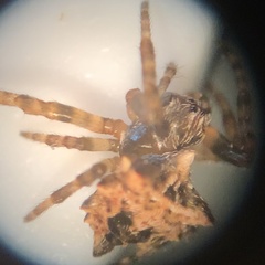 Acanthepeira